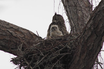 Owlette Looking at Me