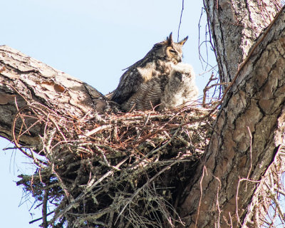 Chick Looking at Me