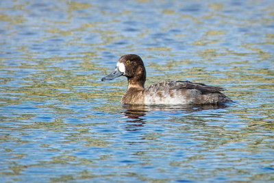 Greater Scaup Hen