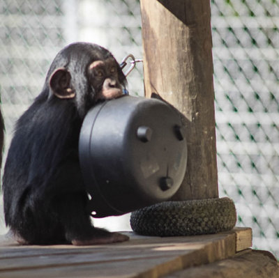 Baby Chimp