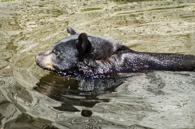 Swimming Black Bear