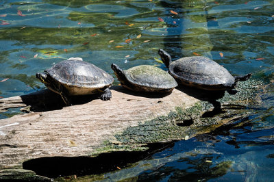 3 Turtles on a Log
