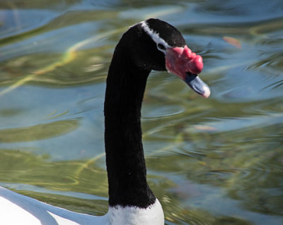 Black Necked Swan