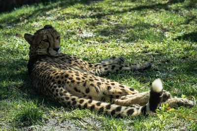 Cheetah Reclining