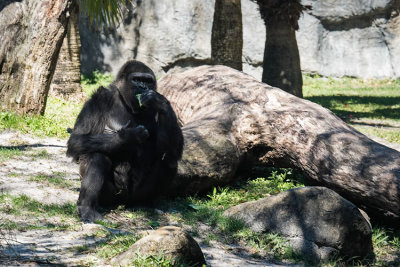 Gorilla Snack