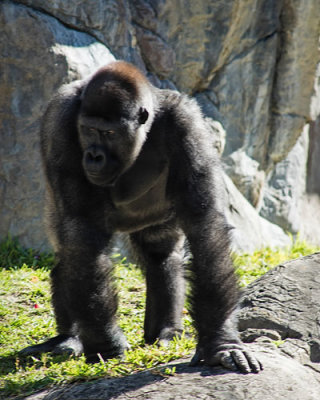 Gorilla