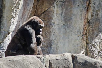 Mom n Baby Gorilla