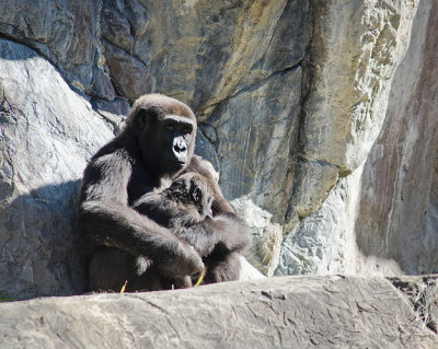 Mom n Baby Gorilla