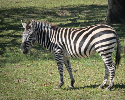 Zebra