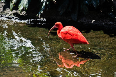 Scarlet Ibis