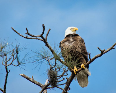 Windblown Eagle