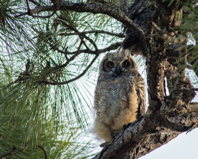 Owlet in Tree