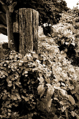 Overgrown Fence Posts