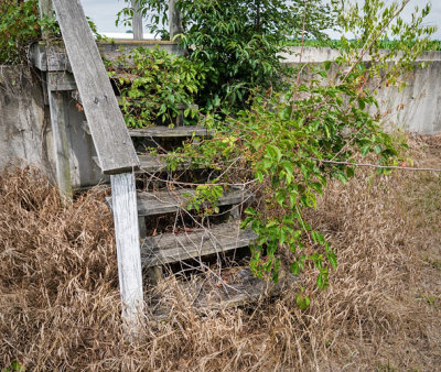 Overgrown Stairs