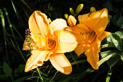 Large Yellow Orange Day Lilies
