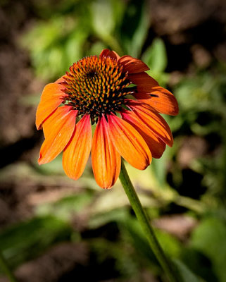 Orange Cone Flower