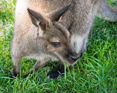 Wallaby Chewing Grass