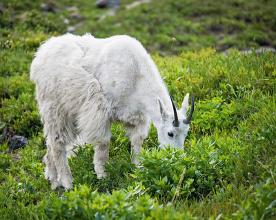 Mountain Goat Grazing Close