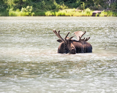 Bull Moose