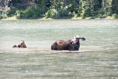 Moose Cow n Calf