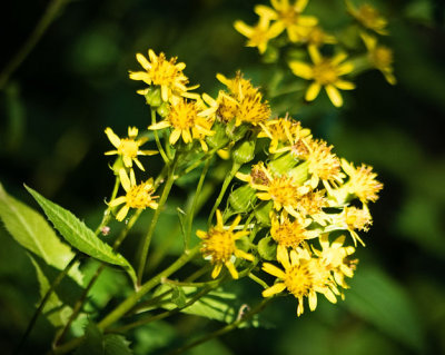 Yellow Wildflower