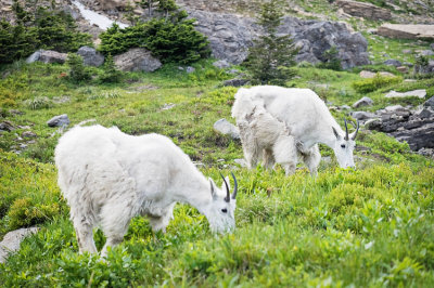 2 Mountain Goats Grazing