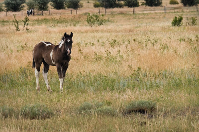 Apaloosa Colt