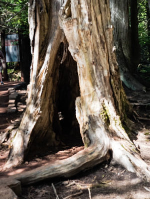 HollowTree Trunk