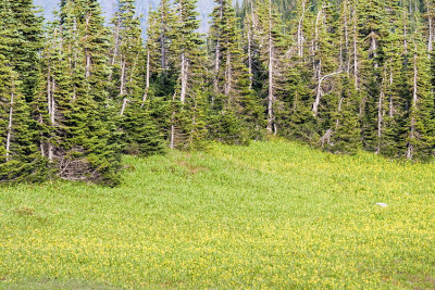 Yellow Wild Flowers n Pine