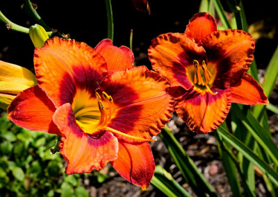 Orange Day Lily