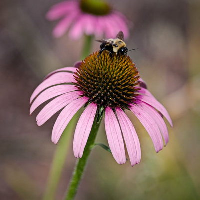 Bee atop Coneflower