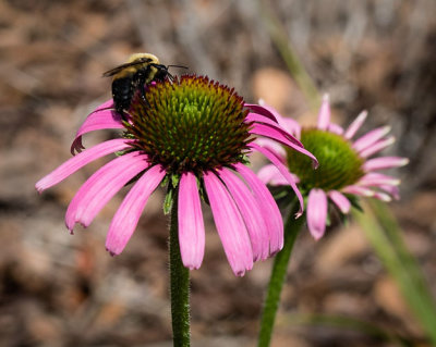 Bee on Cone Flowers
