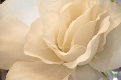Silk White Rose