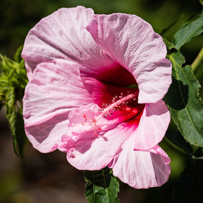 Pink n Red Flower