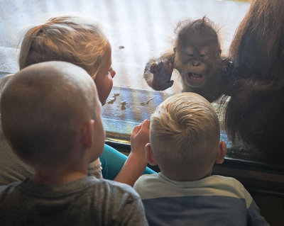 Baby Orangatan Looking at Kids