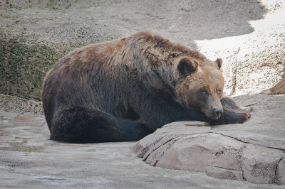 Brown Bear Relaxing