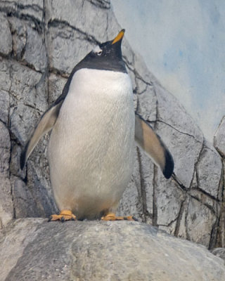 Gentoo Penguin