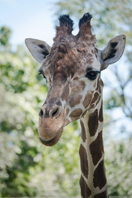 Giraffe Portrait