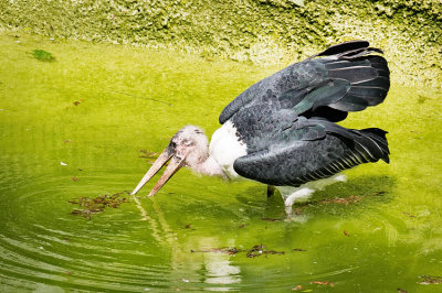Maribou Stork in Stagnant Pond