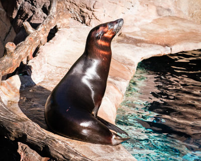 Harbor Seal Basking