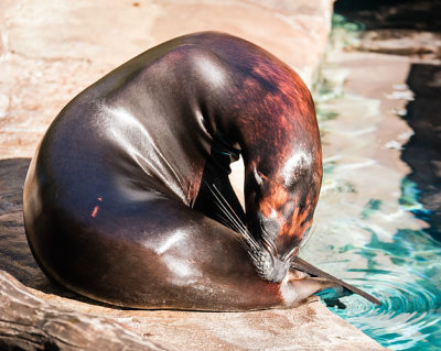 Harbor Seal Chewing on Tail