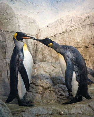 Kissing Emporer Penguins