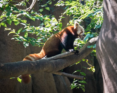 Red Panda Out on a Limb