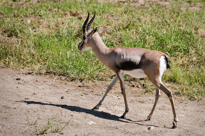 Spekes Gazelle