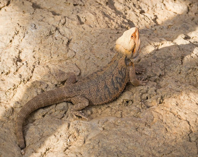 Spiny Lizard