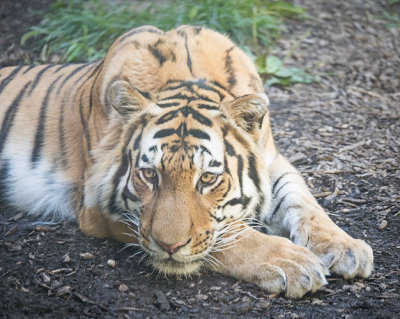 Tiger Resting