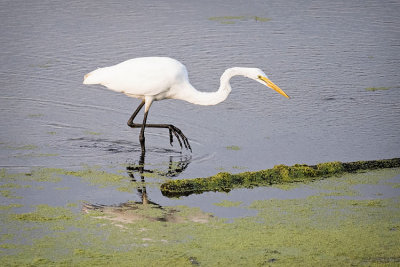 Great Egret Stepping