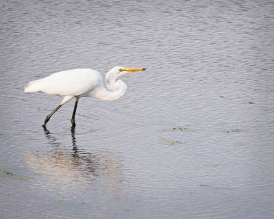 Great Egret with Supper