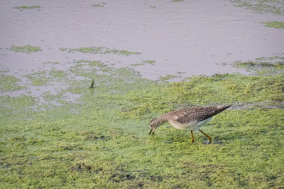 Lesser Yellowlegs