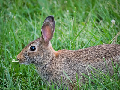 Rabbit Munching